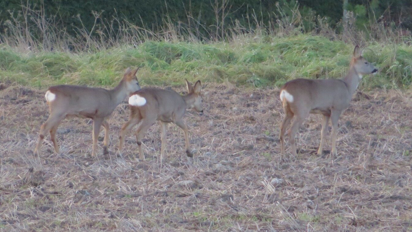 Valokuvaaja: Risto Kangassalo