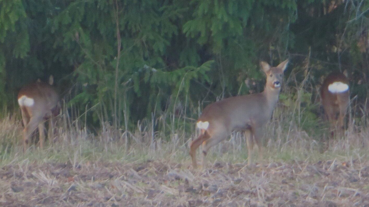 Valokuvaaja: Risto Kangassalo