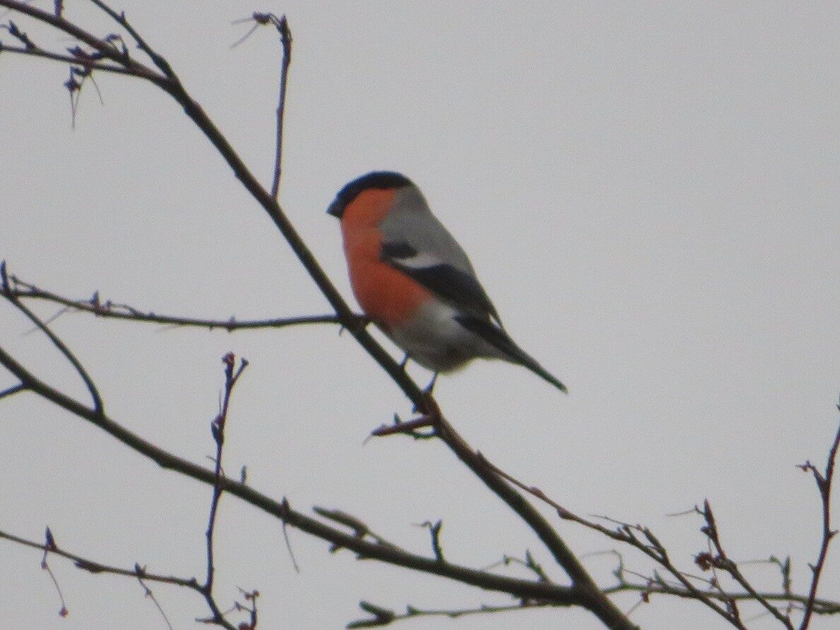 Valokuvaaja: Risto Kangassalo