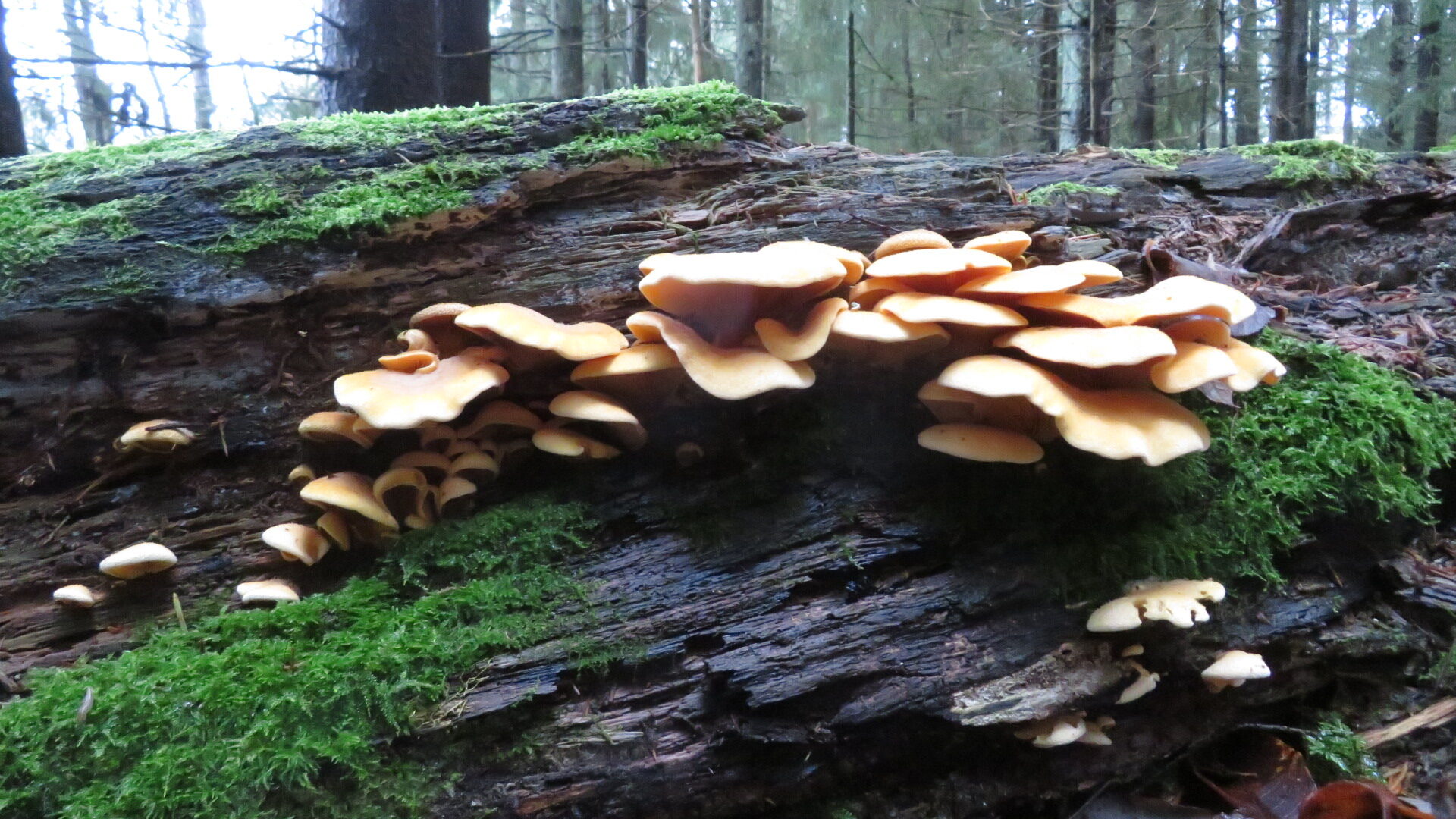 Valokuvaaja: Risto Kangassalo