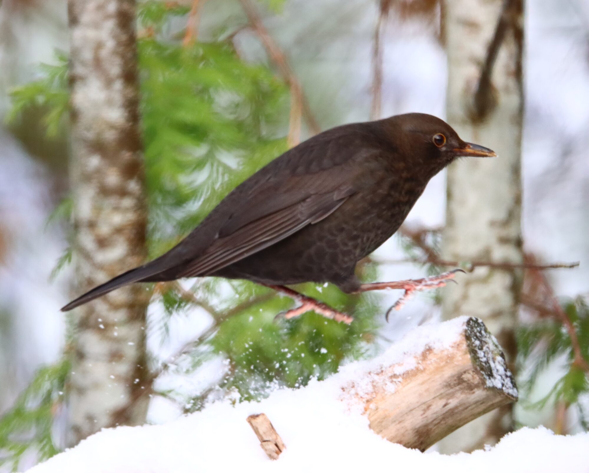 Valokuvaaja: Irja Lehtinen