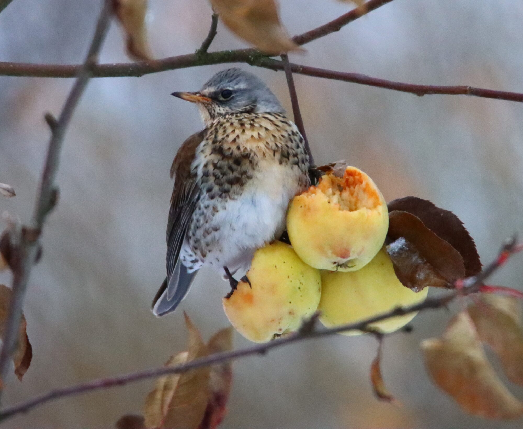 Valokuvaaja: Irja Lehtinen