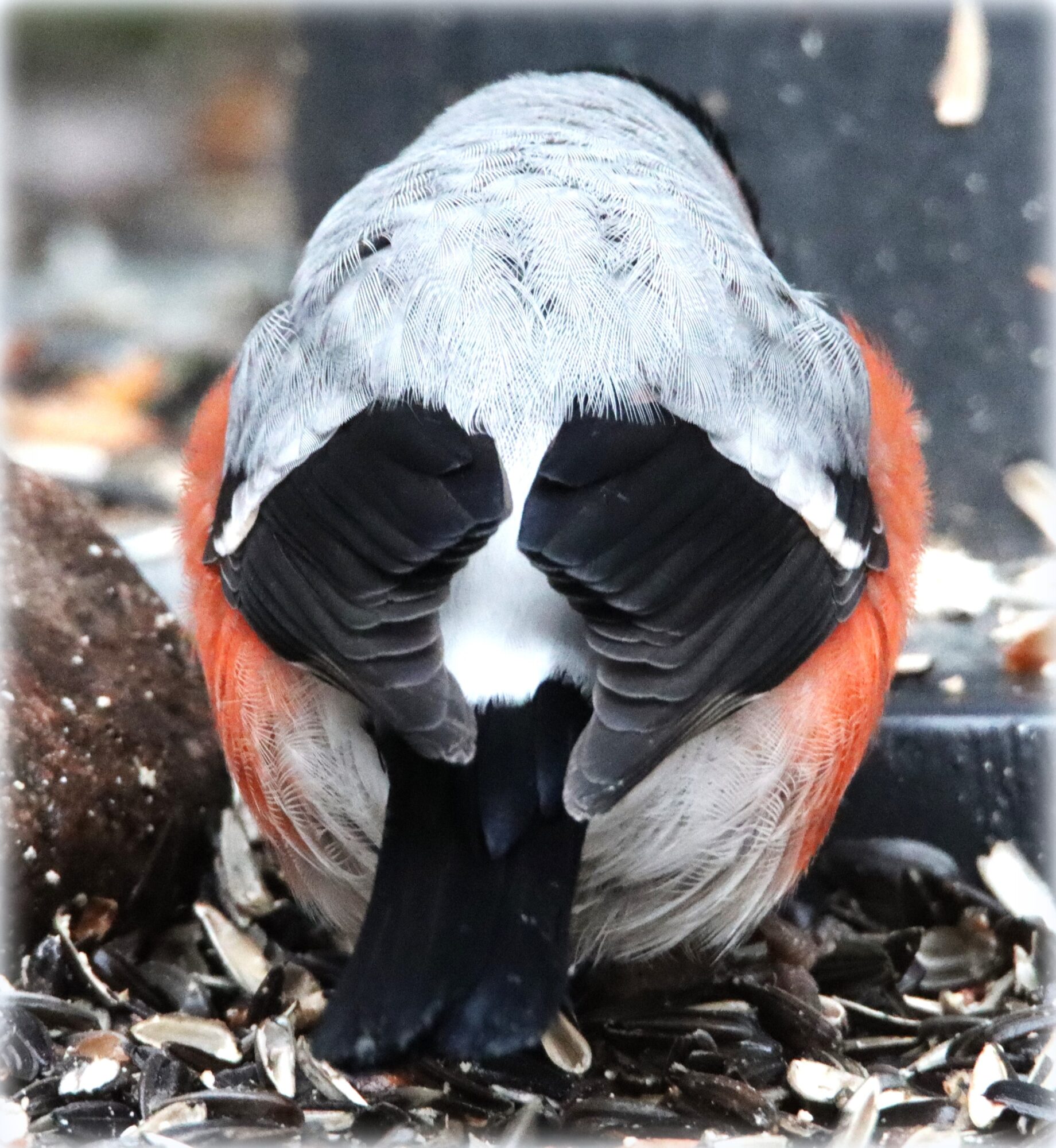 Valokuvaaja: Irja Lehtinen