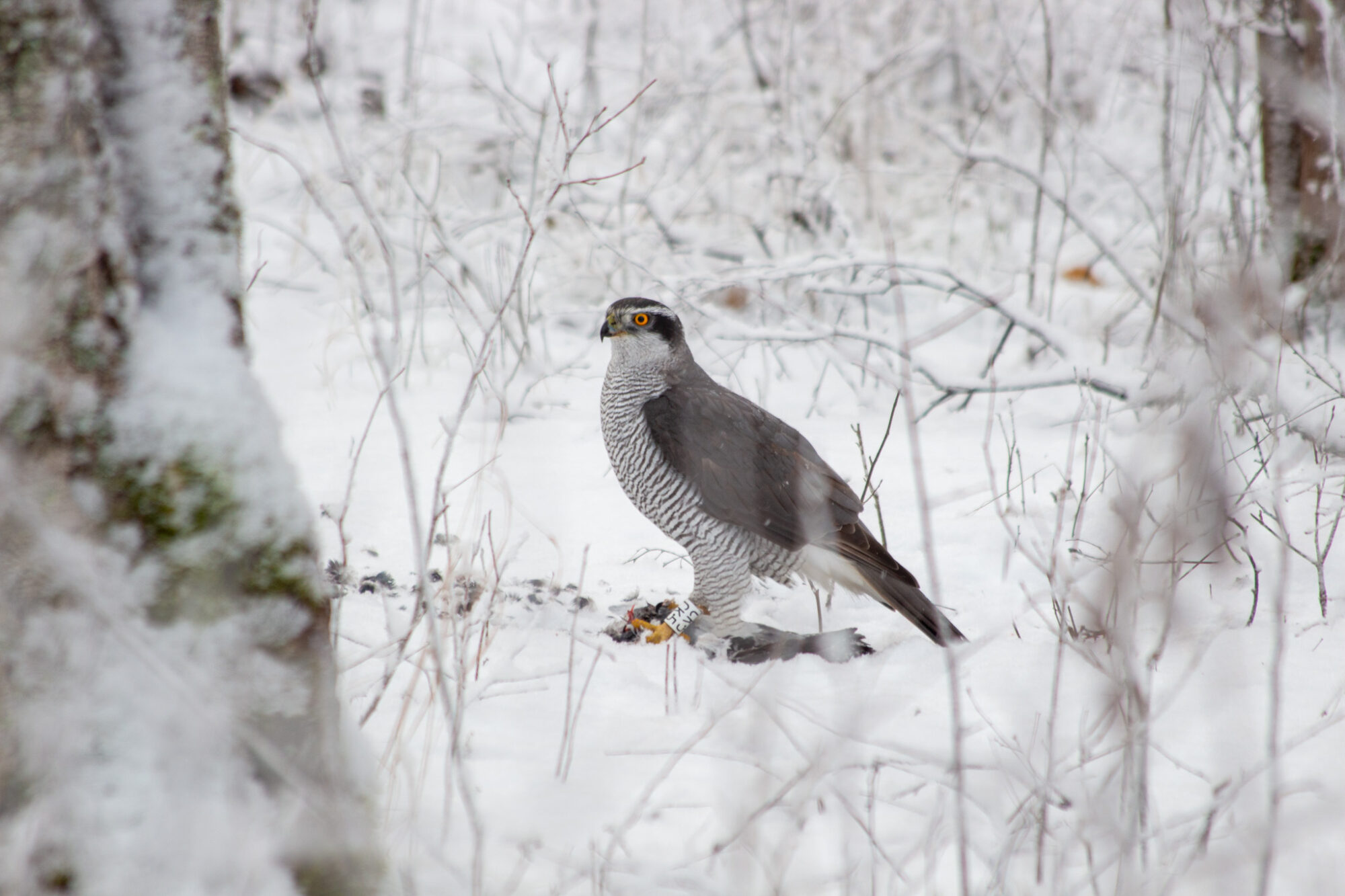 Valokuvaaja: Lauri Cederberg