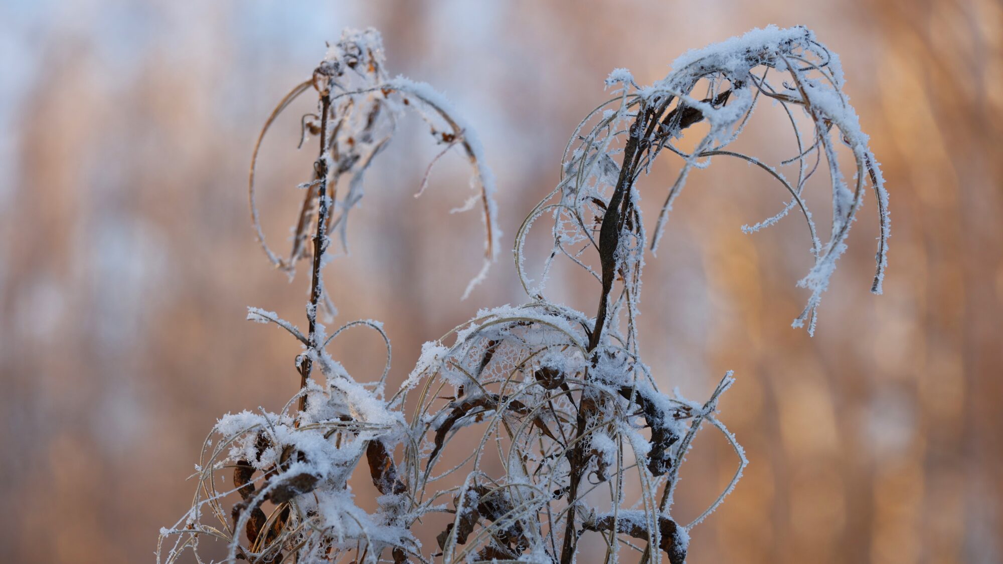 Valokuvaaja: TOMMI KUJALA
