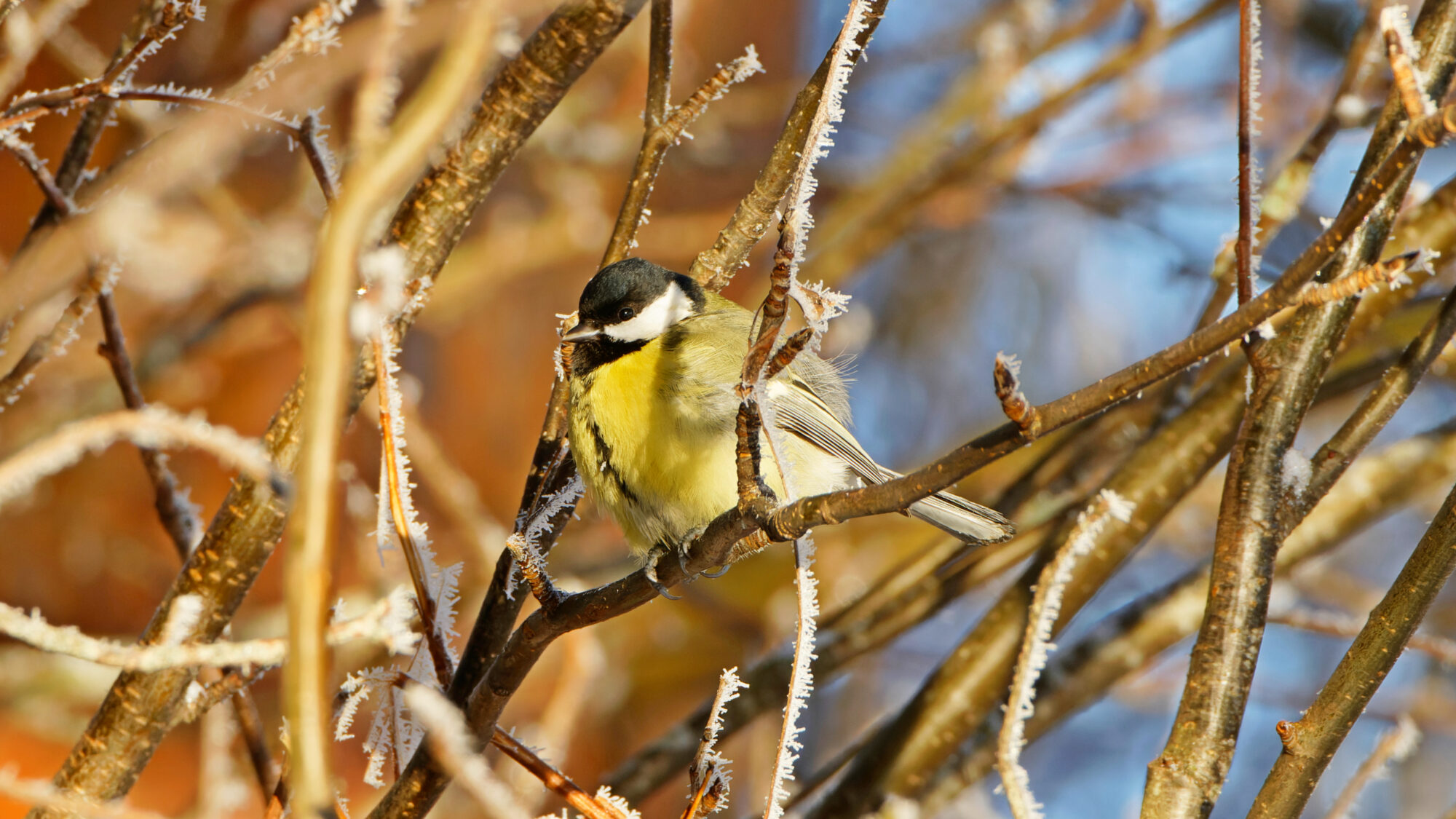Valokuvaaja: TOMMI KUJALA