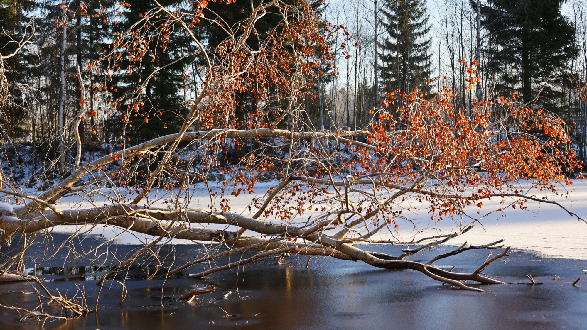 Valokuvaaja: TOMMI KUJALA Valokuvaaja: TOMMI KUJALA