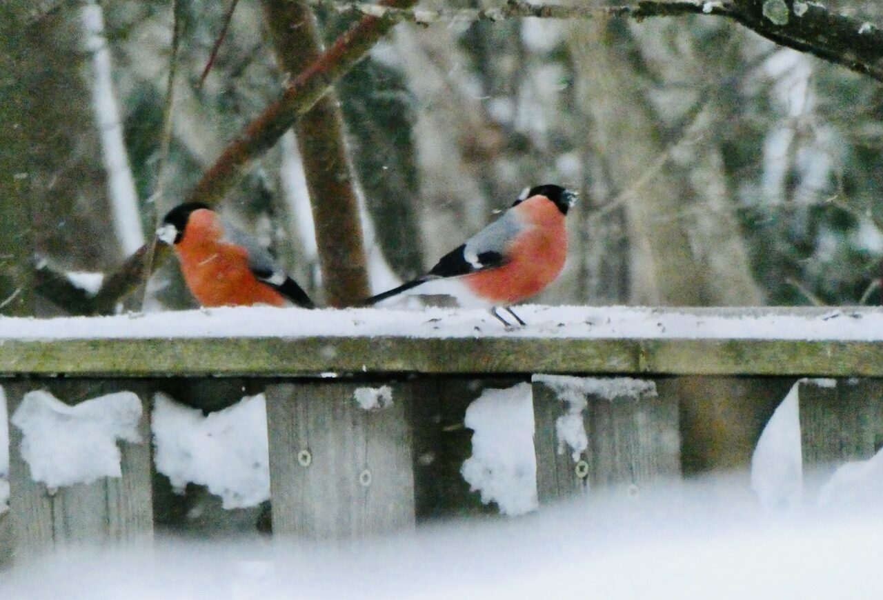 Valokuvaaja: Liisa Niiva-Korpela