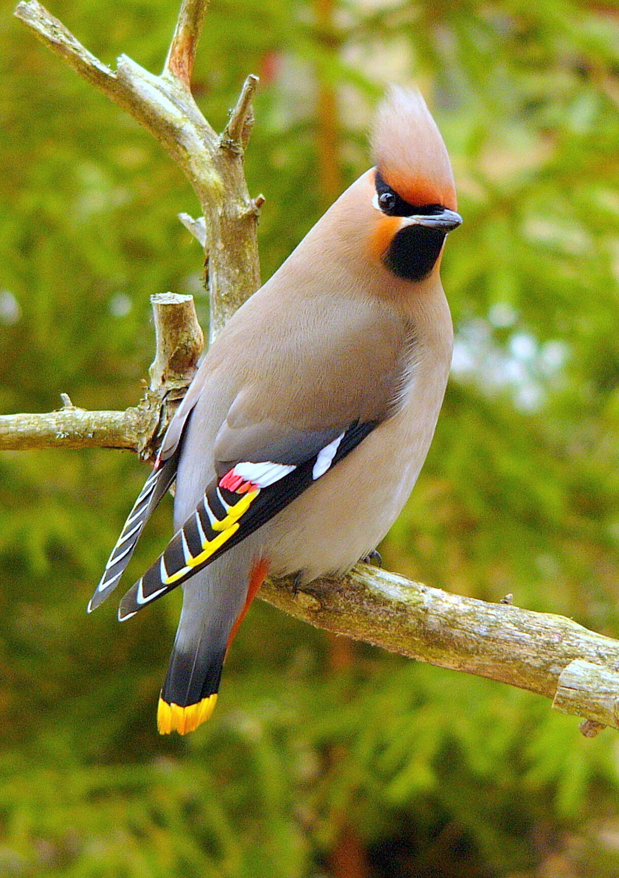 Valokuvaaja: Hannu Rasiranta
