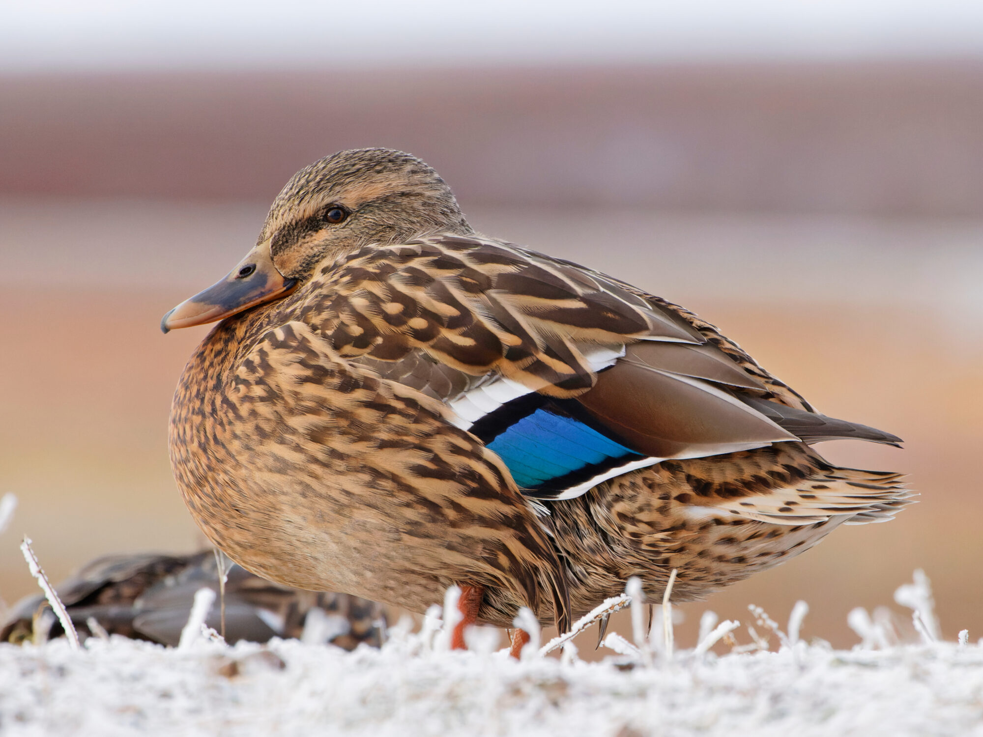 Valokuvaaja: TOMMI KUJALA