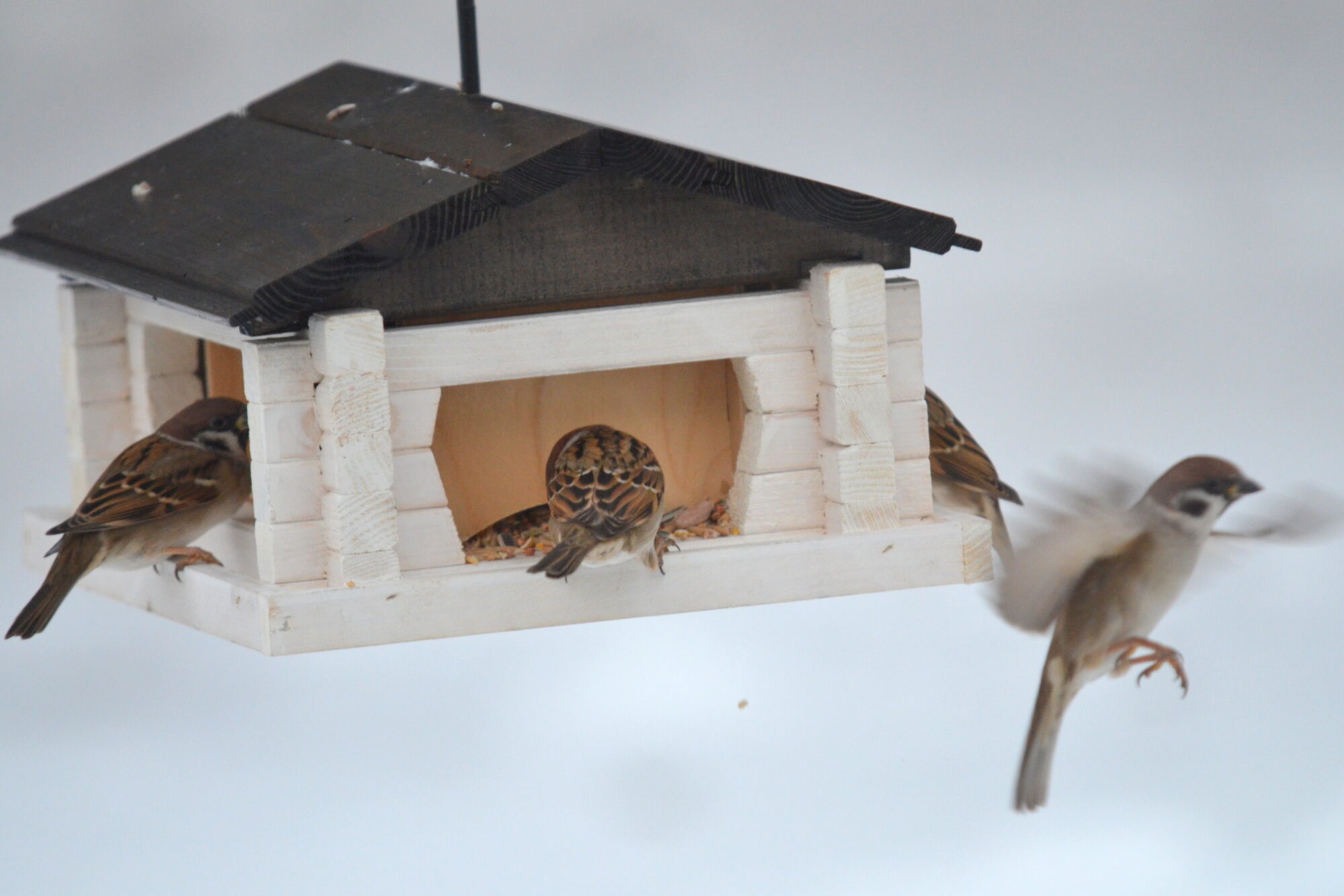 Valokuvaaja: Kaarlo Asikainen