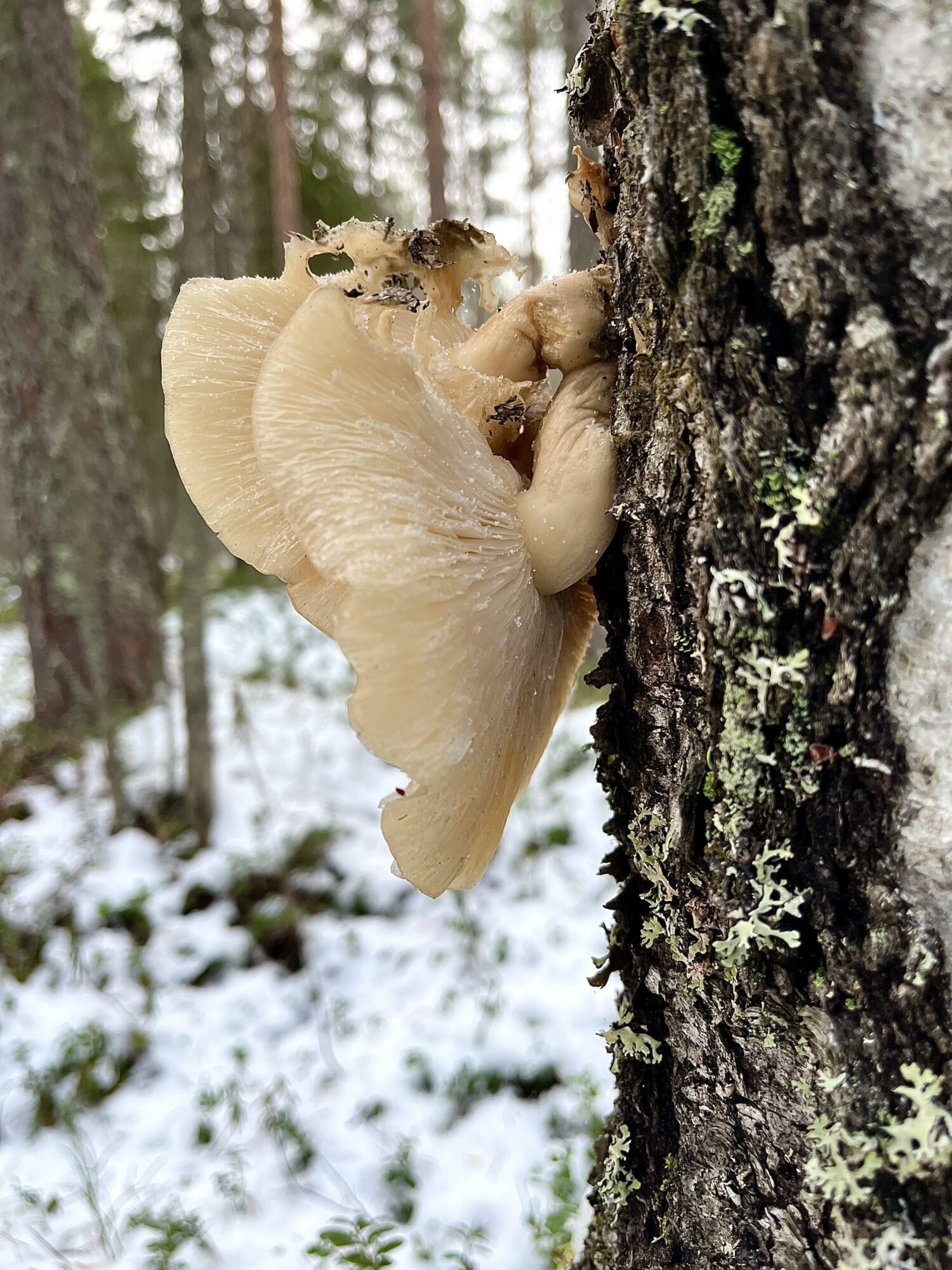 Valokuvaaja: Tuukka Pahtamaa