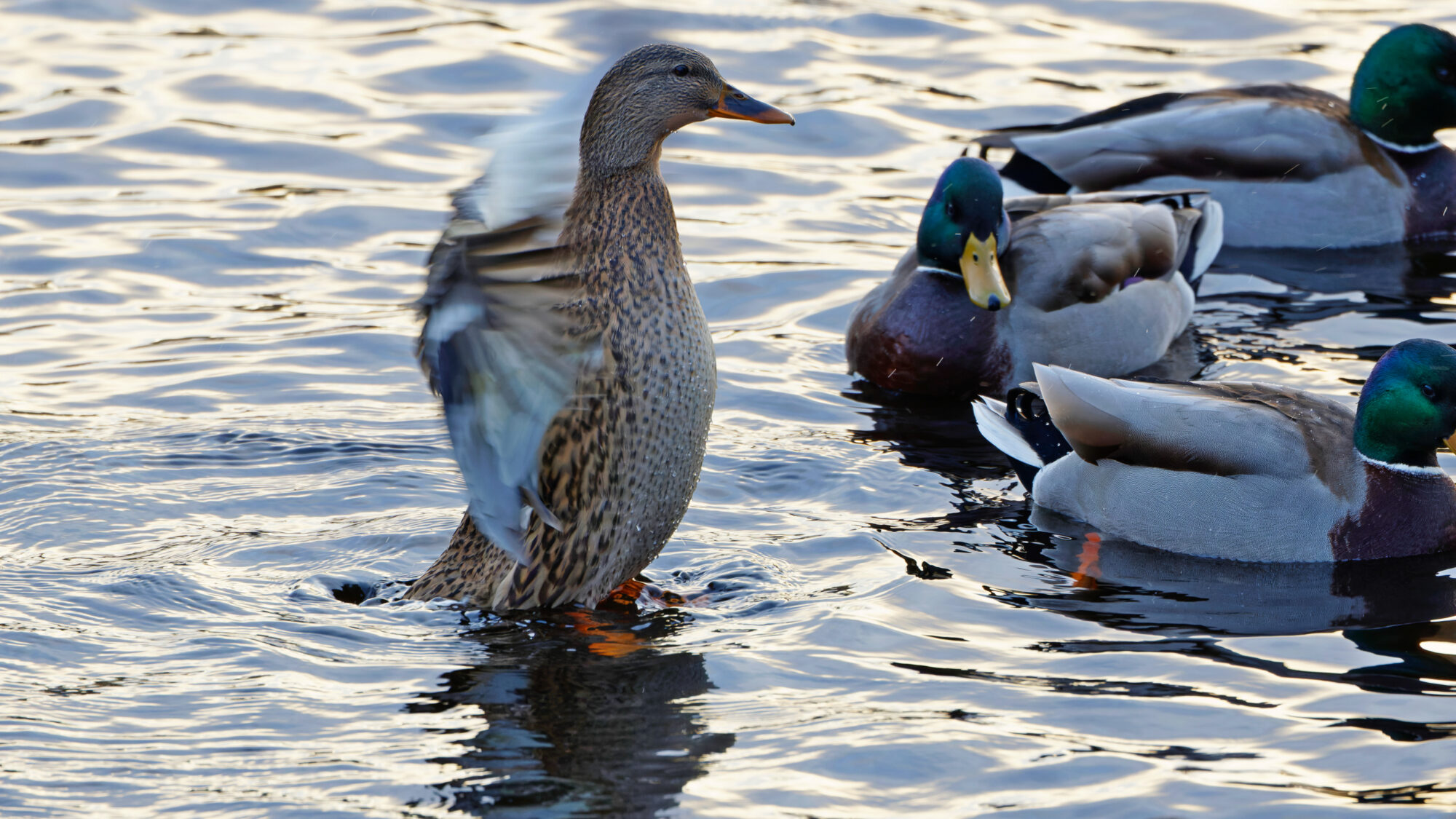 Valokuvaaja: TOMMI KUJALA