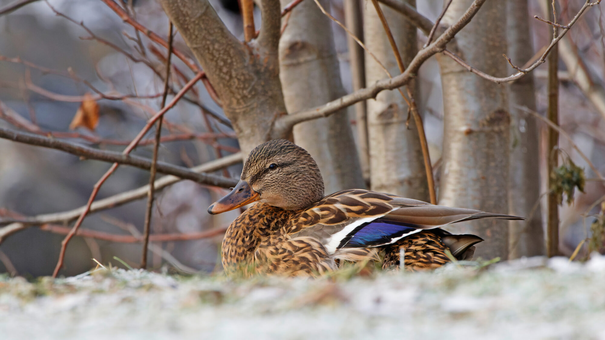 Valokuvaaja: TOMMI KUJALA Valokuvaaja: TOMMI KUJALA