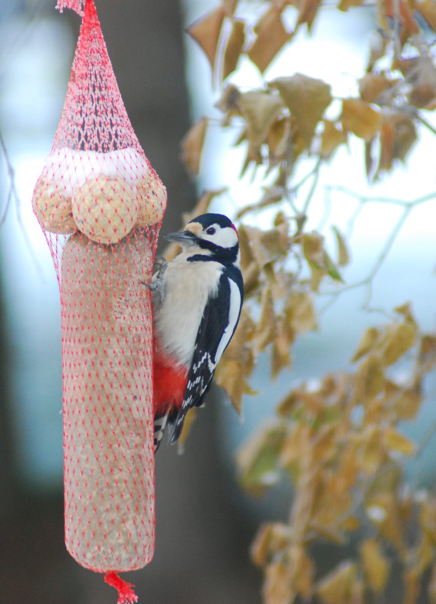Valokuvaaja: Kaarlo Asikainen
