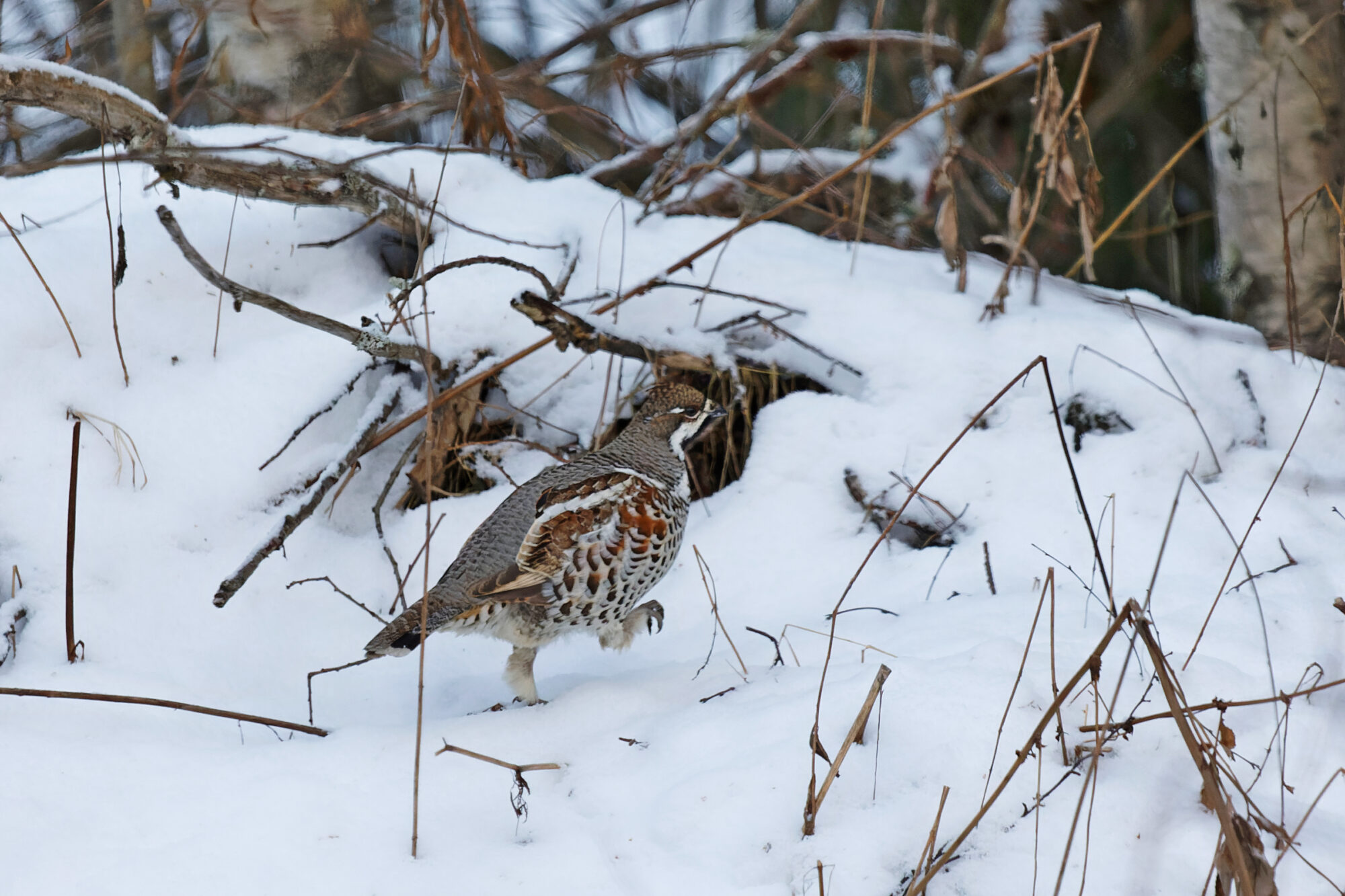 Valokuvaaja: TOMMI KUJALA