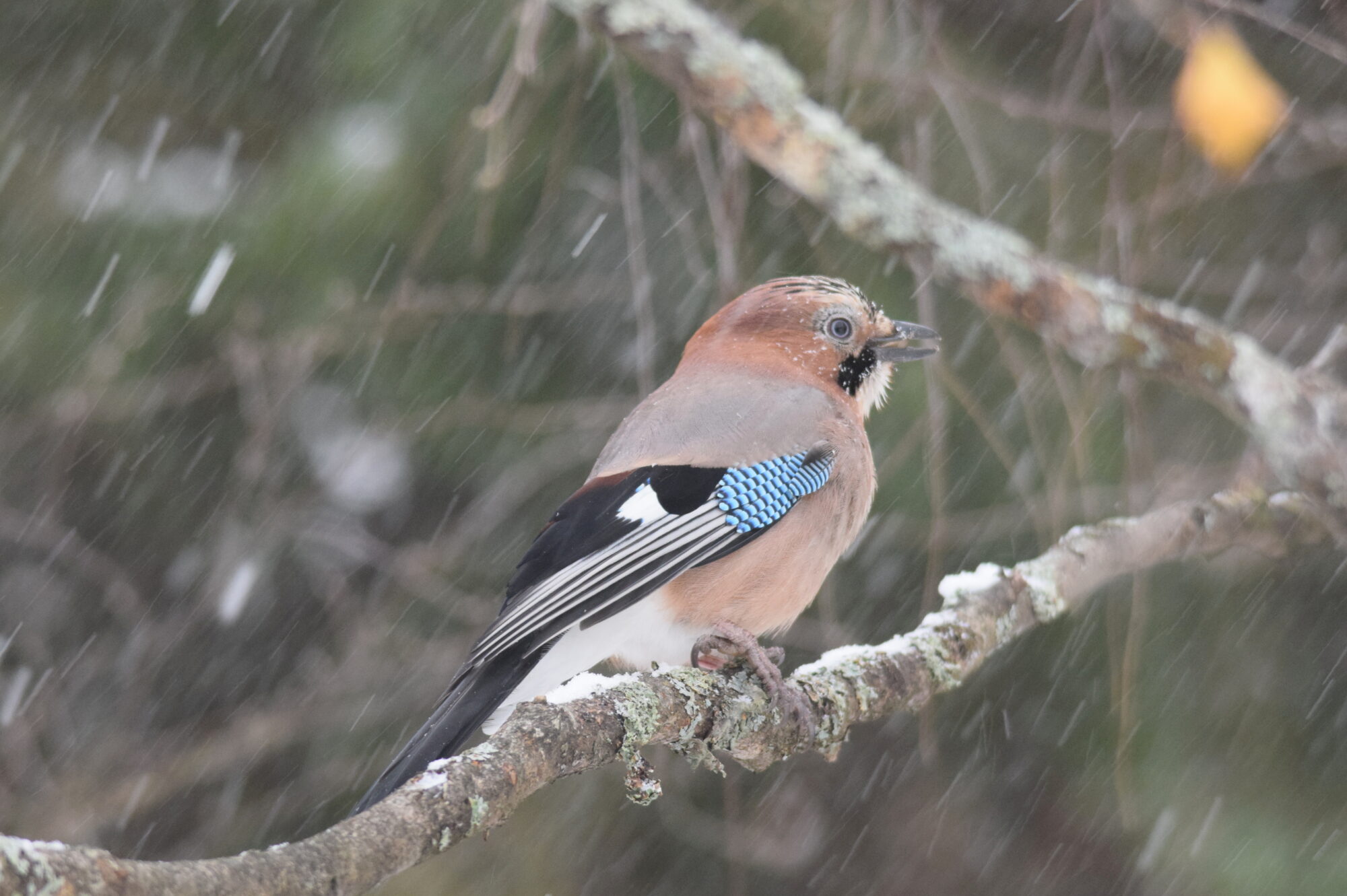 Valokuvaaja: Kaarlo Asikainen