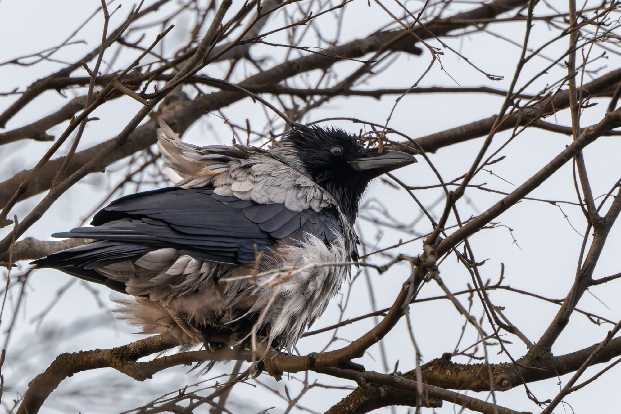 Valokuvaaja: TOMMI KUJALA