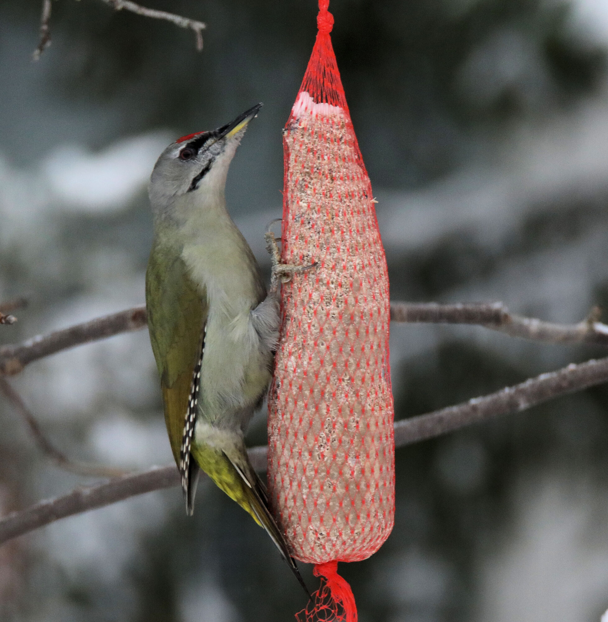 Valokuvaaja: Ahti Keränen