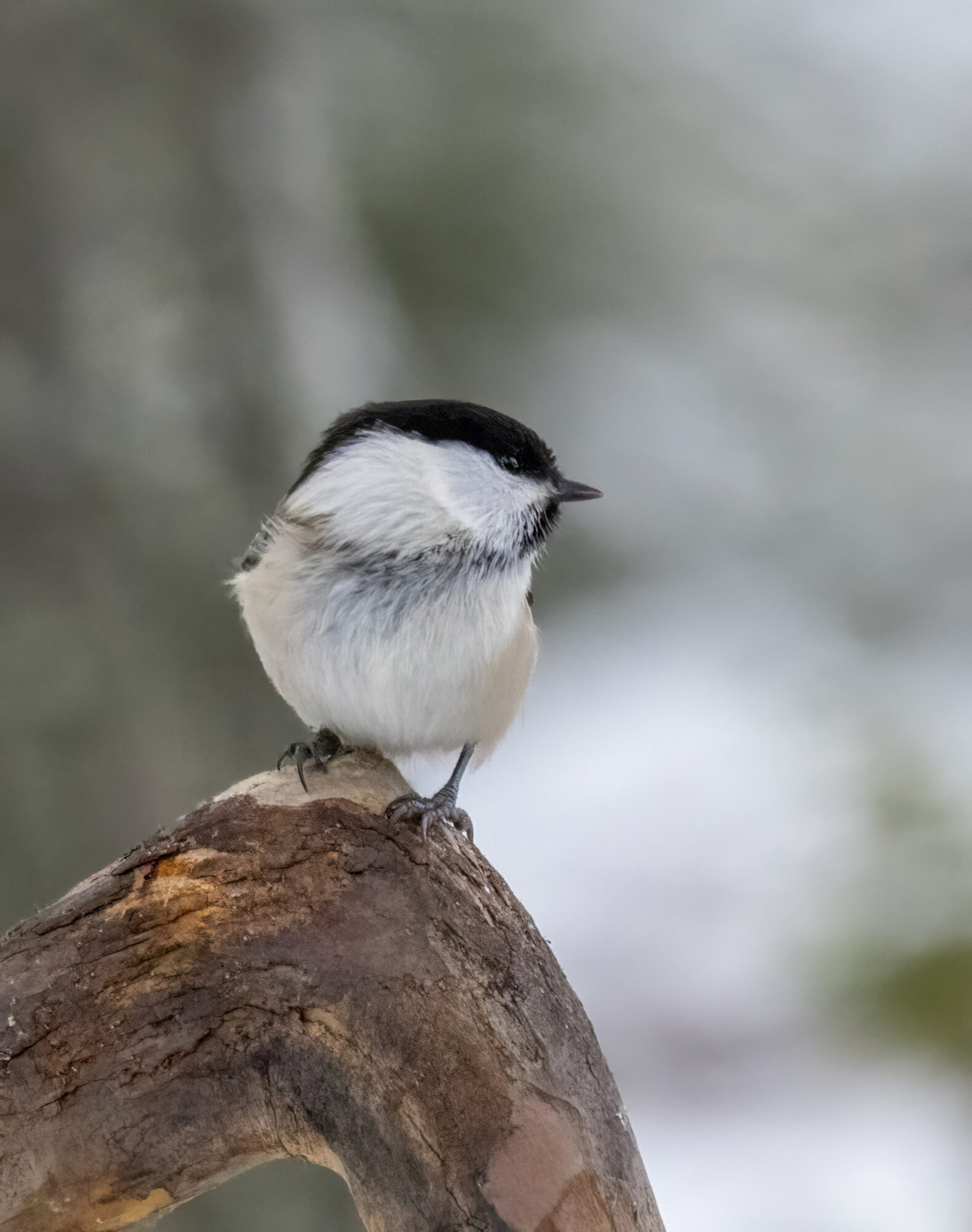 Valokuvaaja: Hannu Tikkanen