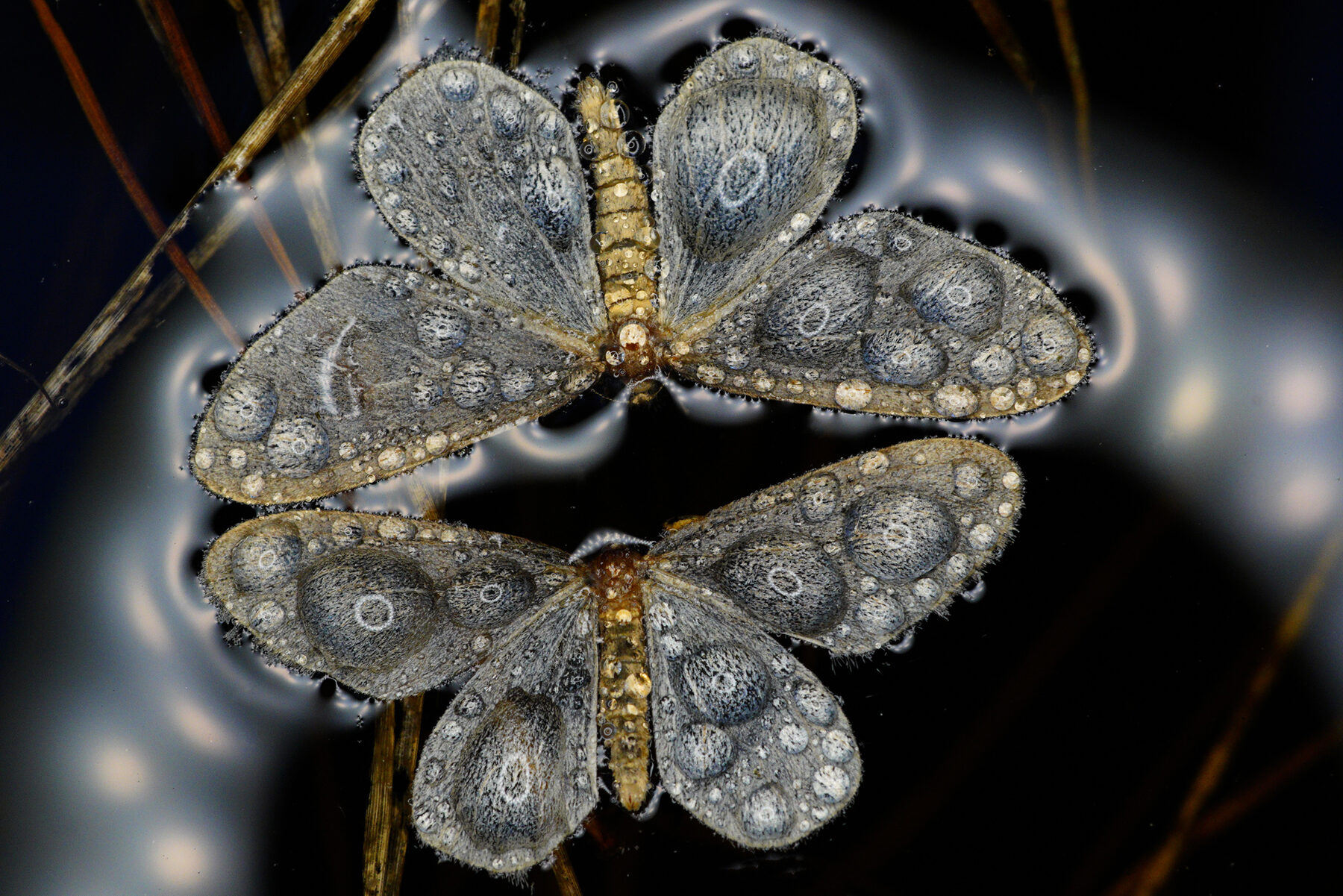 Valokuvaaja: Juhani Harkas