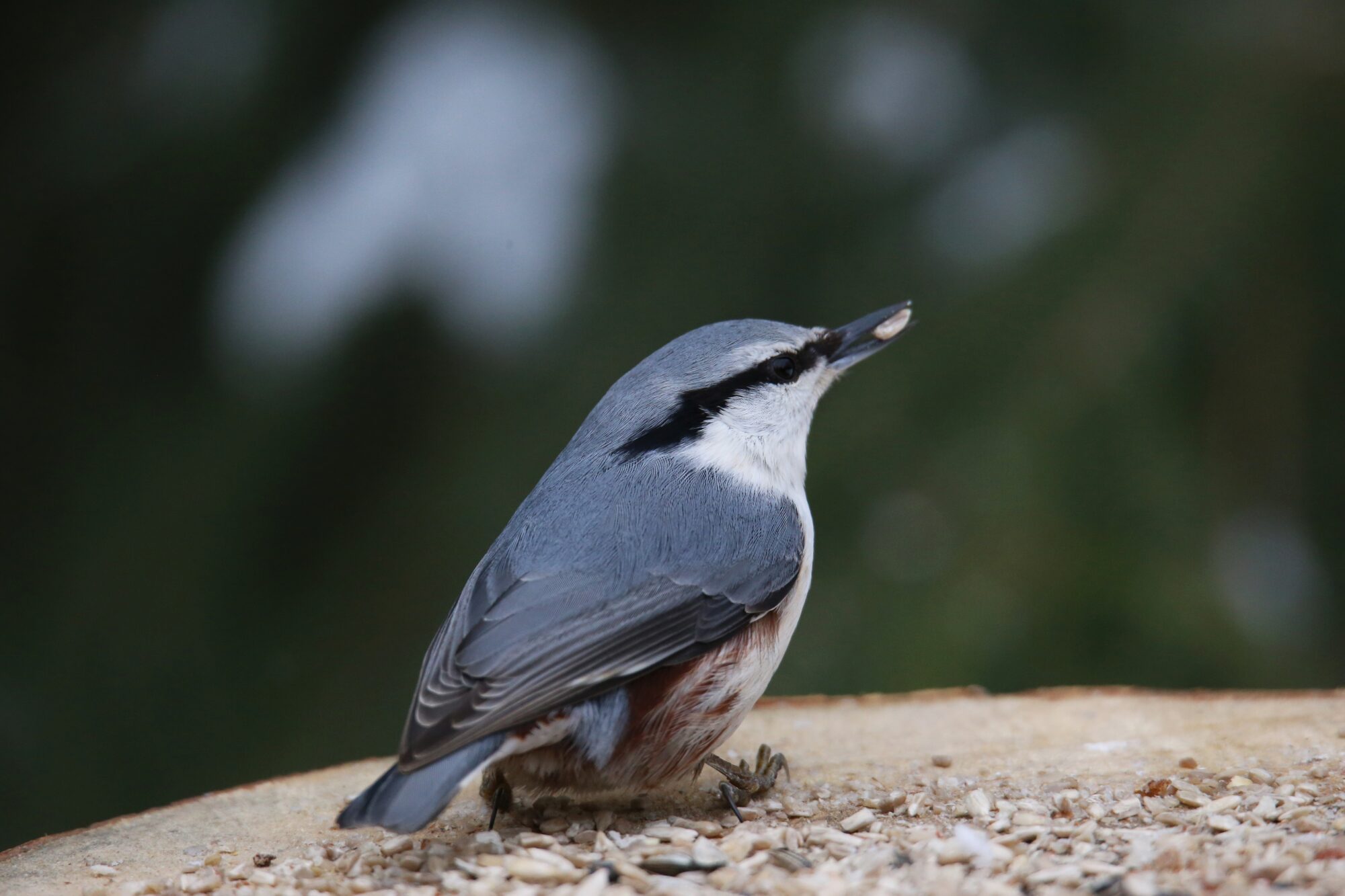 Valokuvaaja: Jaana Saarelainen