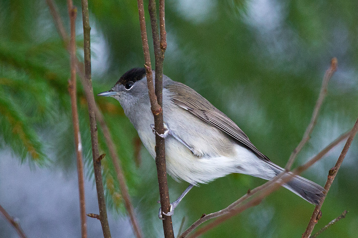 Valokuvaaja: Aarre Leskinen Valokuvaaja: Aarre Leskinen