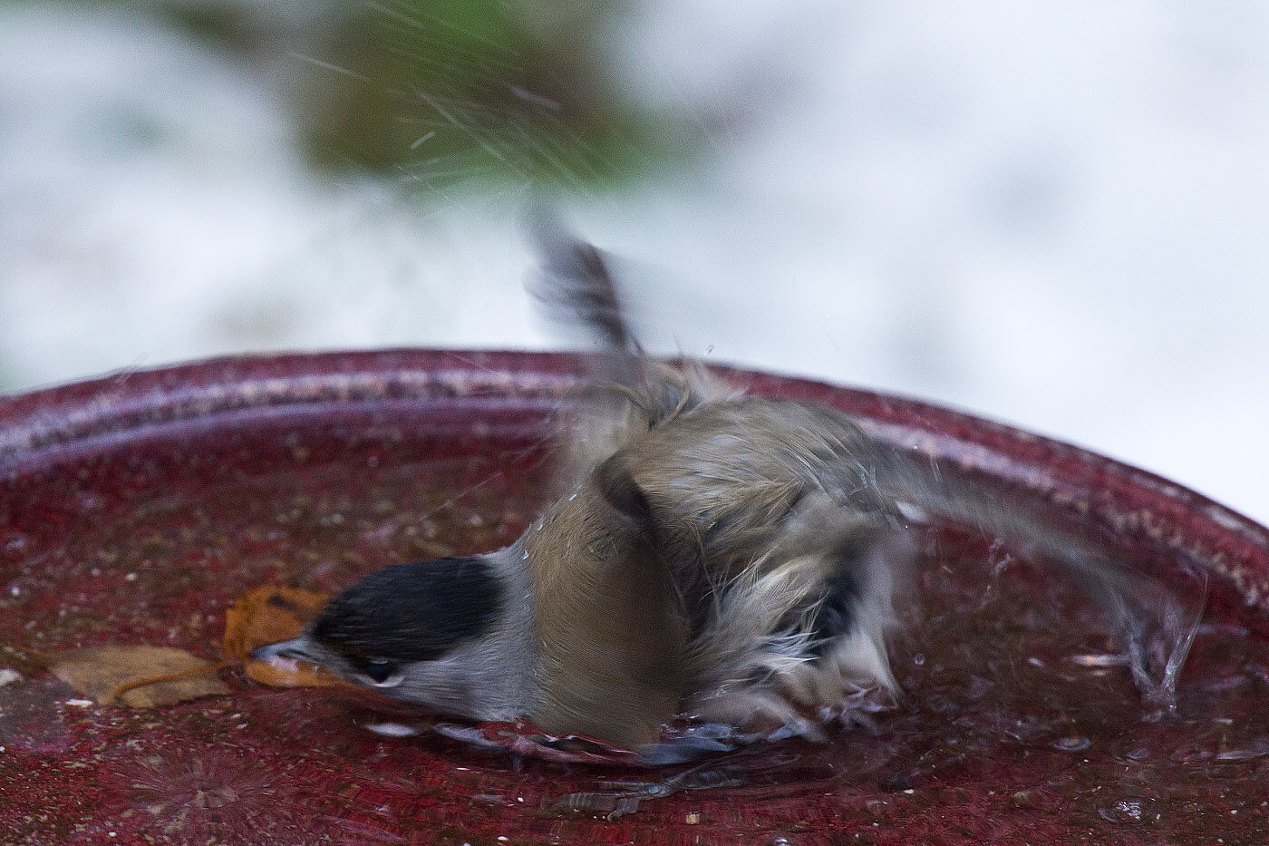 Valokuvaaja: Aarre Leskinen