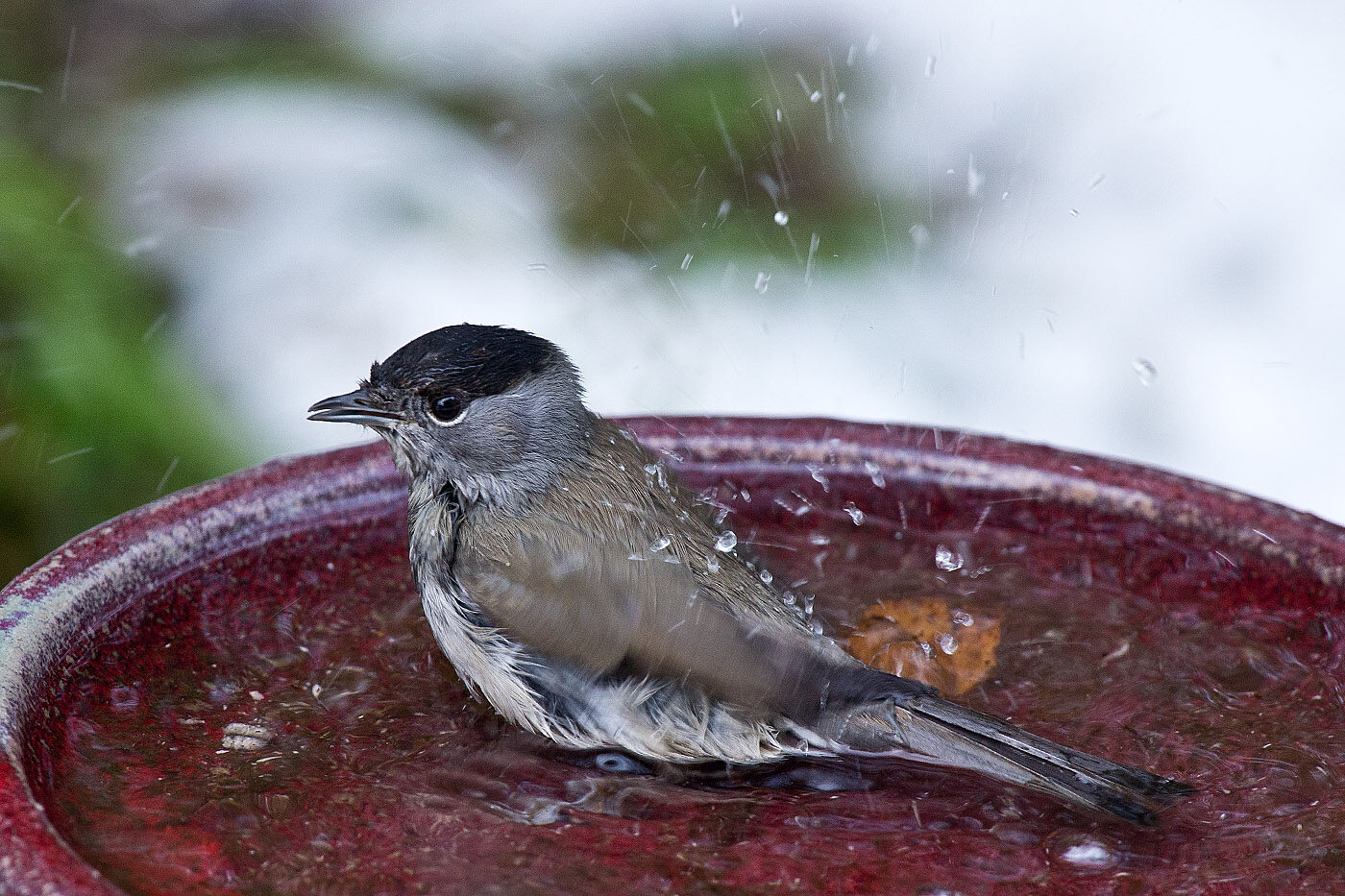 Valokuvaaja: Aarre Leskinen