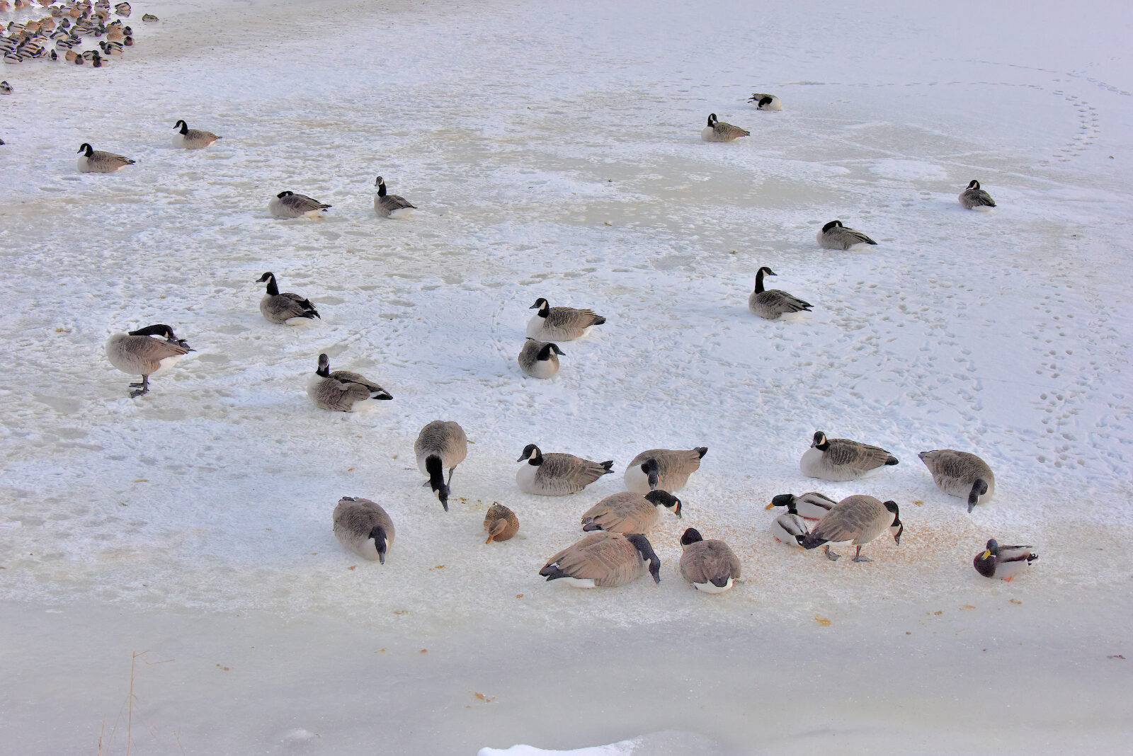 Valokuvaaja: Reijo Juurinen Valokuvaaja: Reijo Juurinen