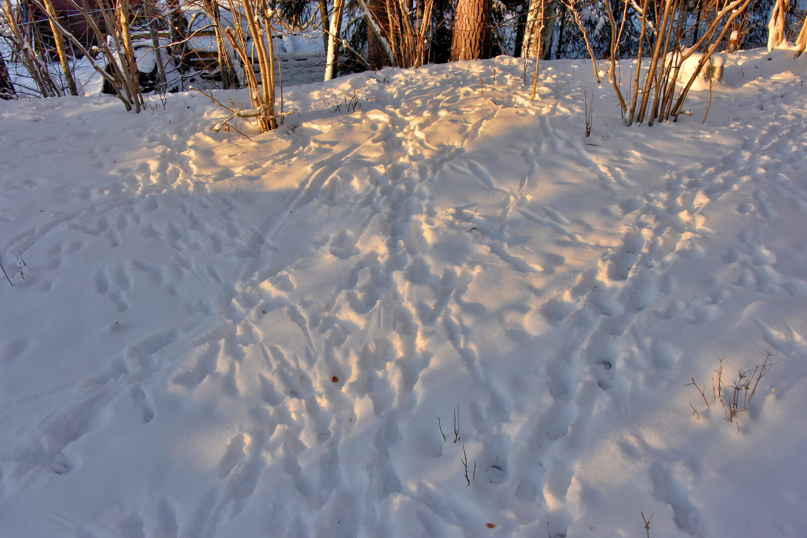 Valokuvaaja: Reijo Juurinen