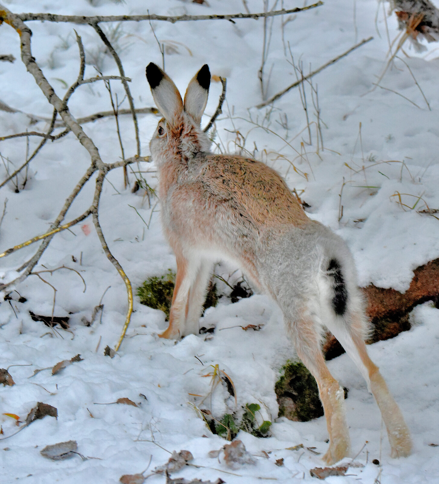 Valokuvaaja: Reijo Juurinen Valokuvaaja: Reijo Juurinen