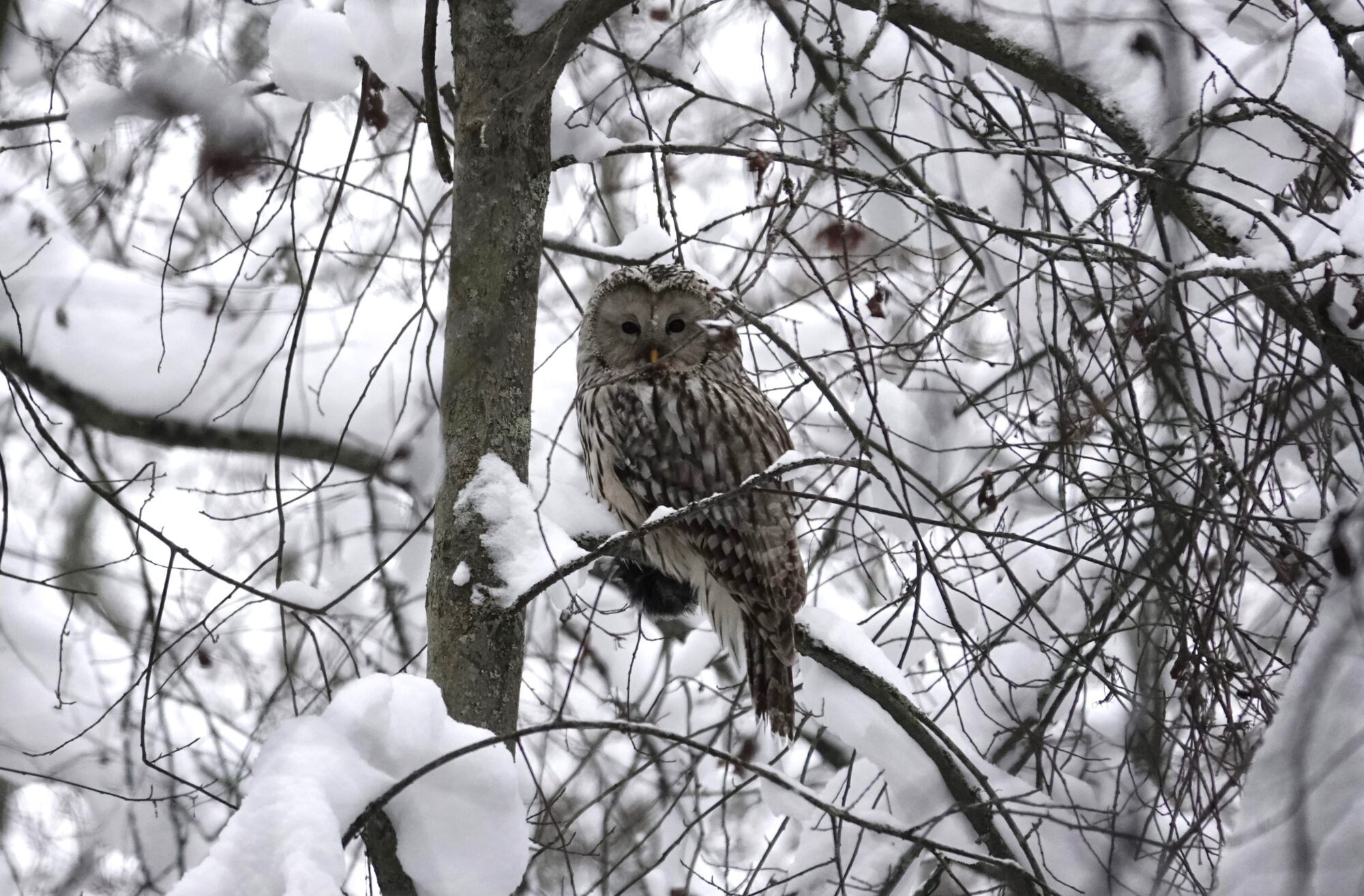 Valokuvaaja: Maarit Siitonen
