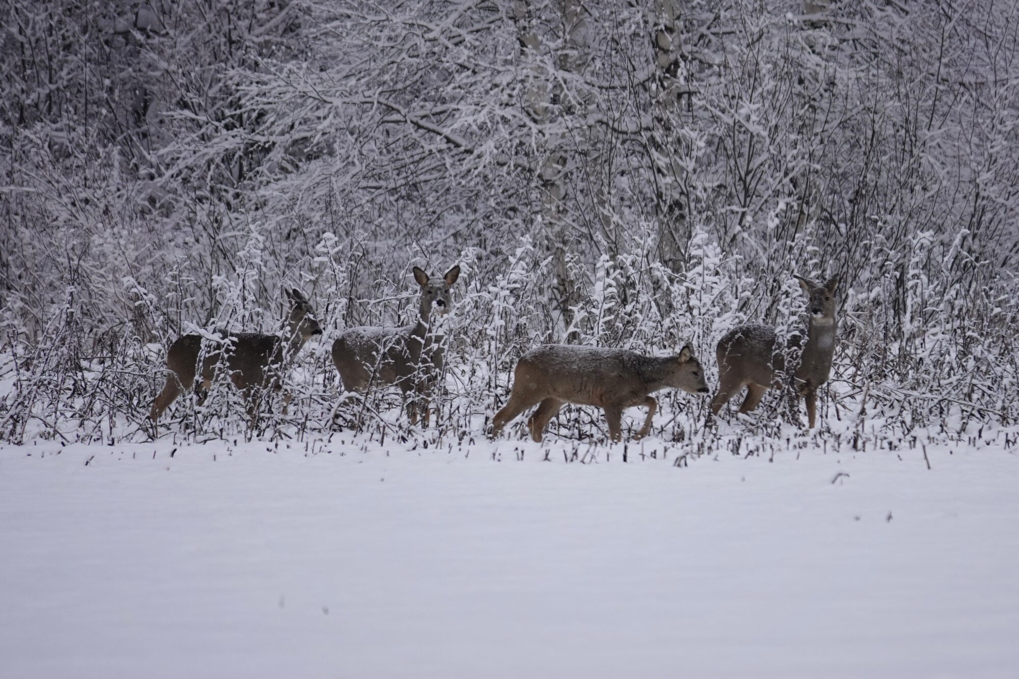 Valokuvaaja: Maarit Siitonen