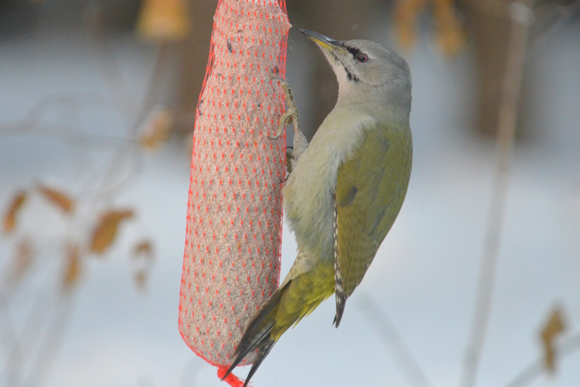 Valokuvaaja: Kaarlo Asikainen