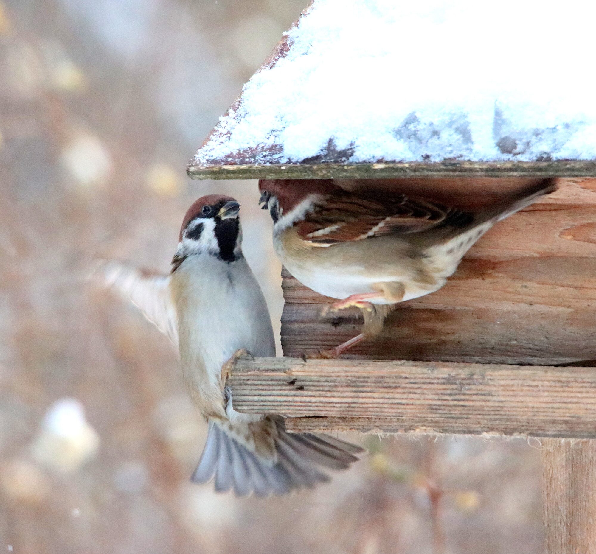 Valokuvaaja: Irja Lehtinen Valokuvaaja: Irja Lehtinen