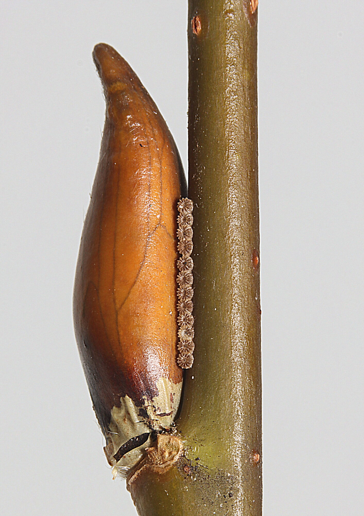 Valokuvaaja: Hannu Rasiranta