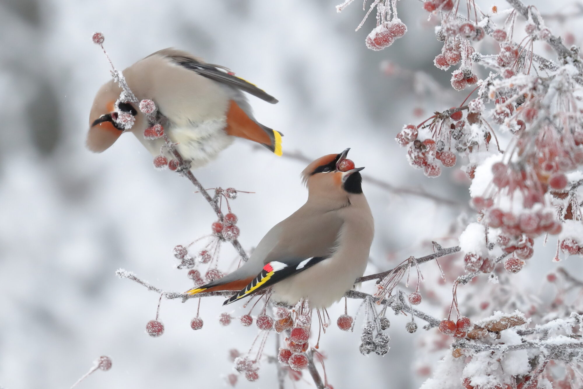 Valokuvaaja: Lasse Kokko