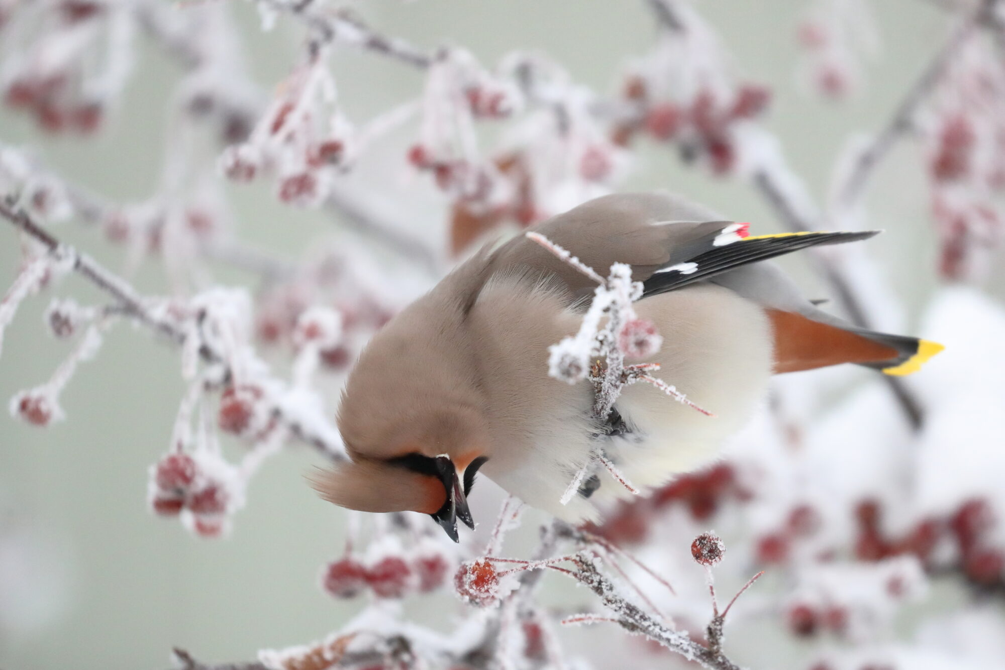 Valokuvaaja: Lasse Kokko