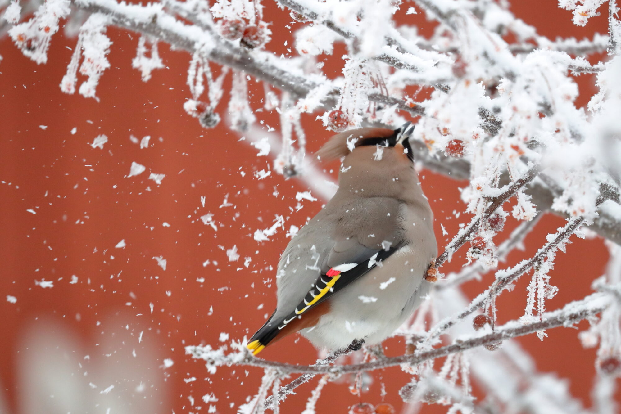 Valokuvaaja: Lasse Kokko