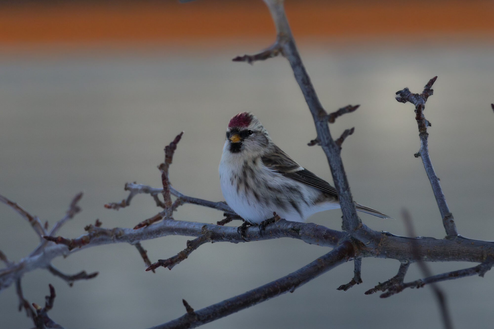 Valokuvaaja: Leevi Halme