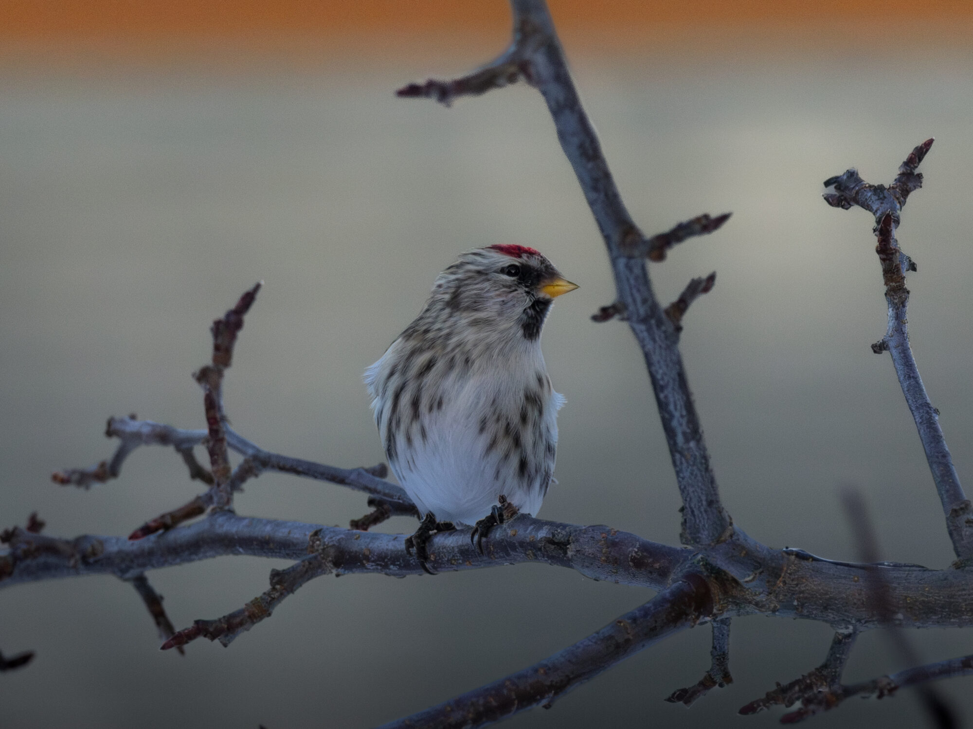 Valokuvaaja: Leevi Halme