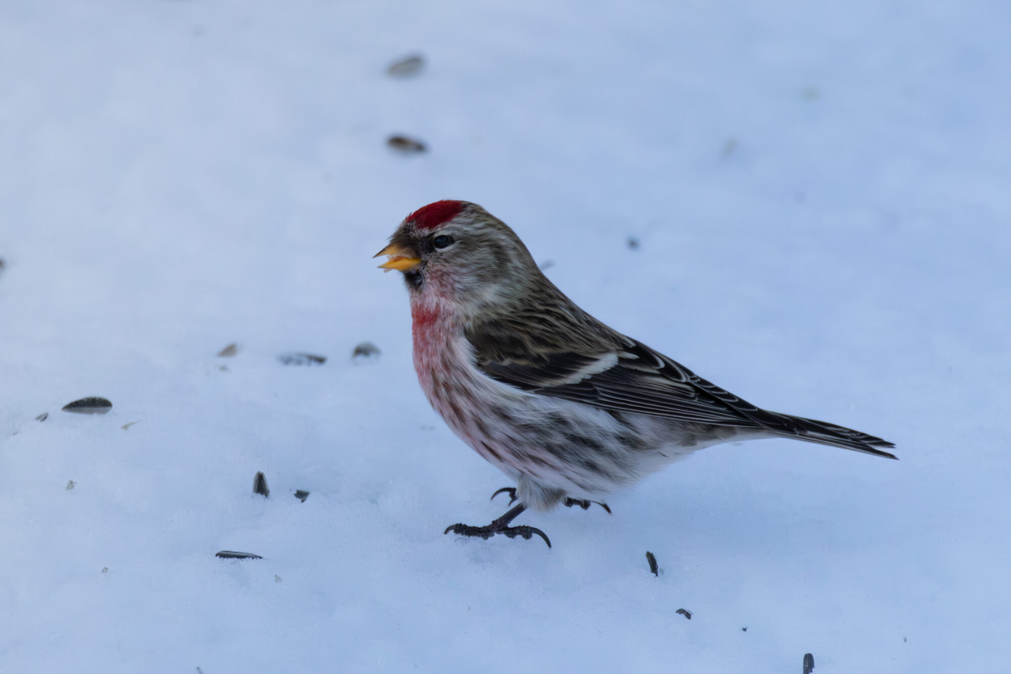 Valokuvaaja: Leevi Halme Valokuvaaja: Leevi Halme