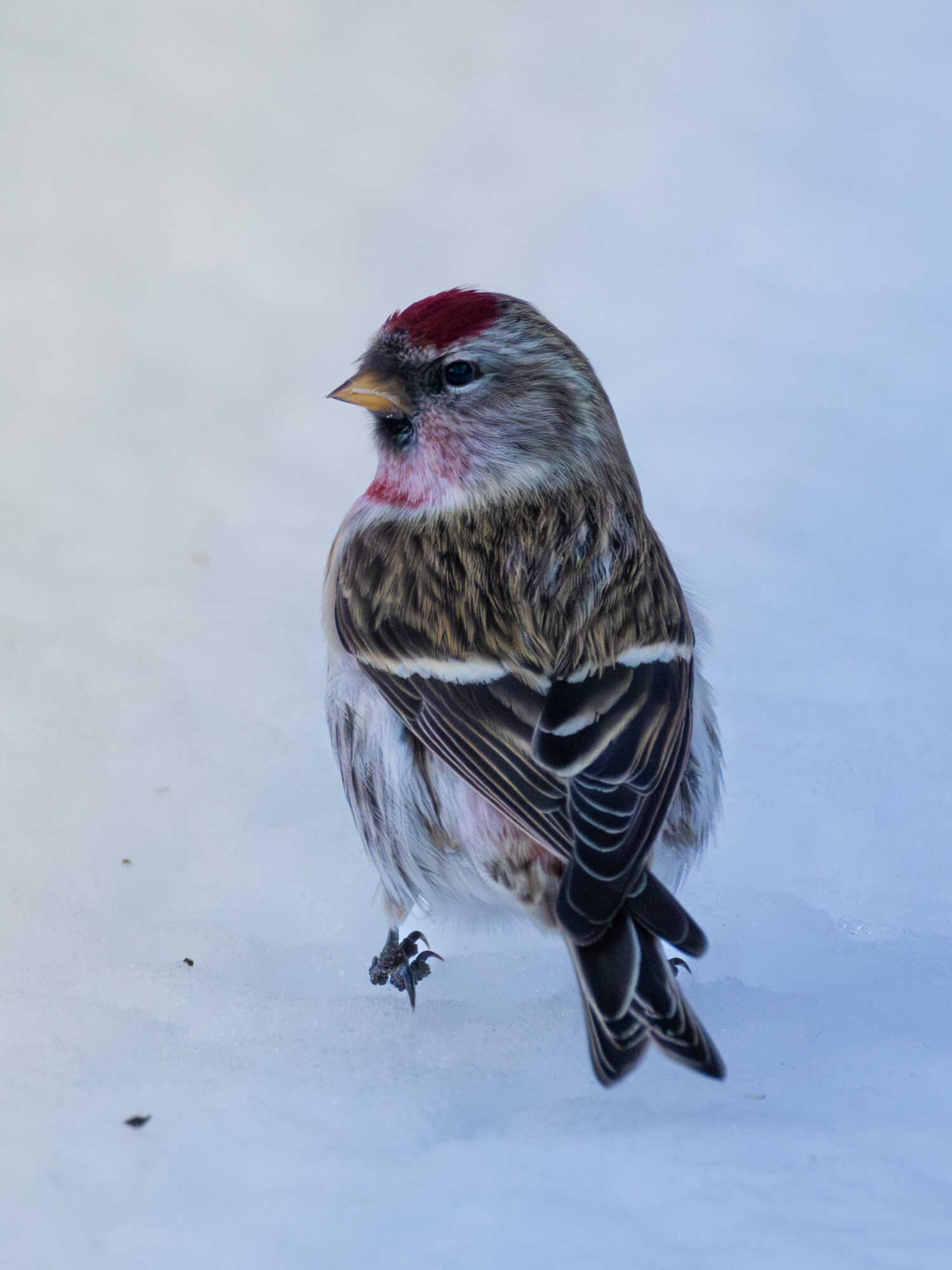 Valokuvaaja: Leevi Halme