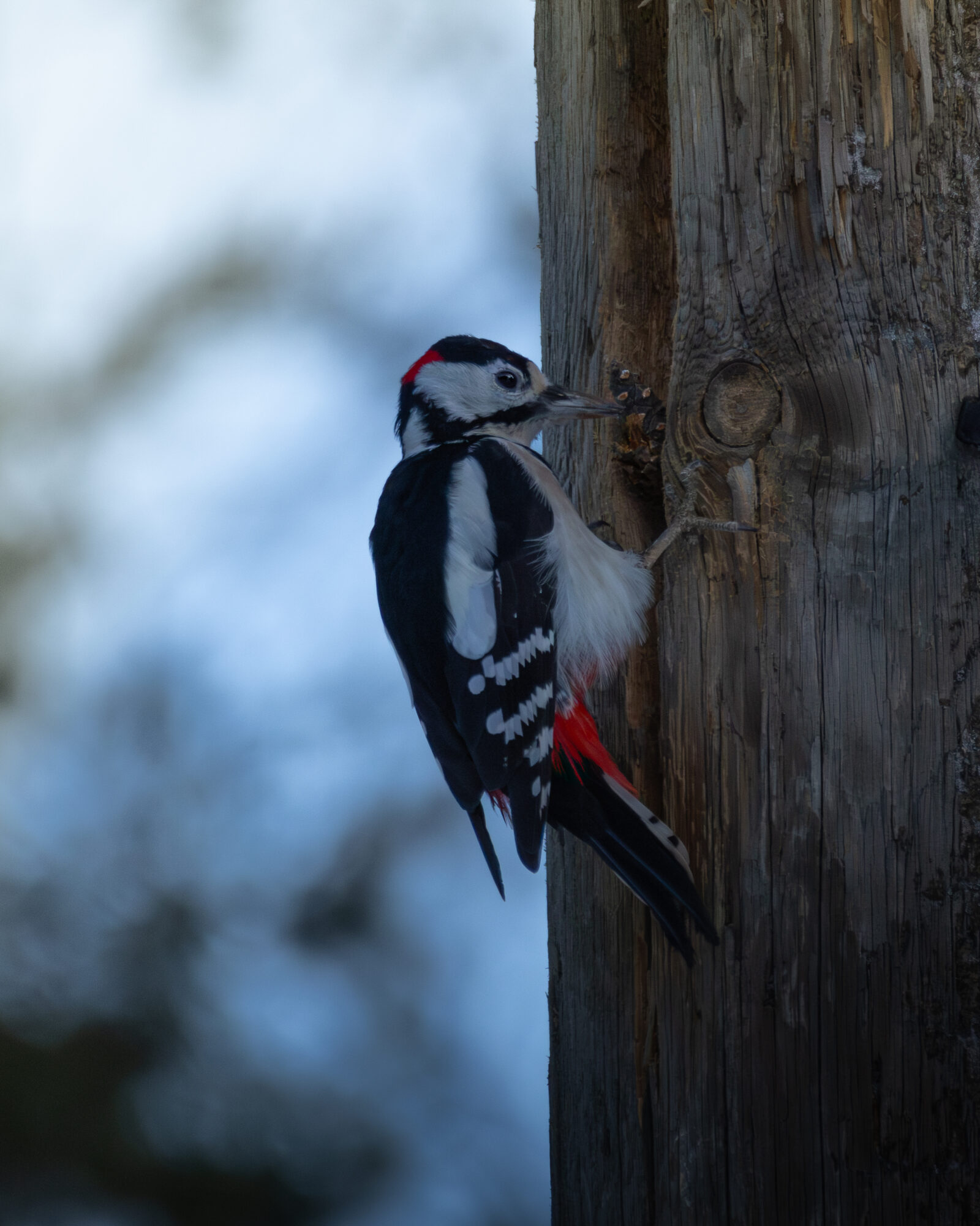 Valokuvaaja: Leevi Halme Valokuvaaja: Leevi Halme