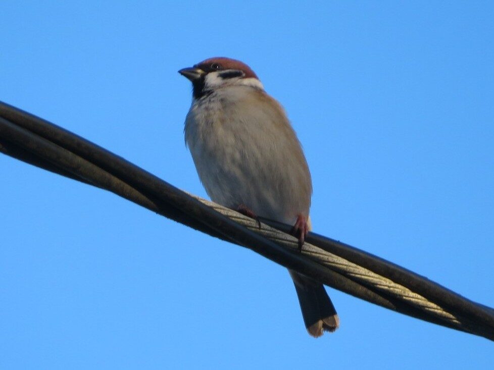 Valokuvaaja: Risto Kangassalo