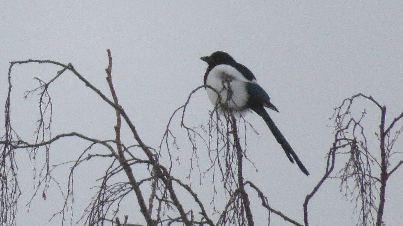 Valokuvaaja: Risto Kangassalo