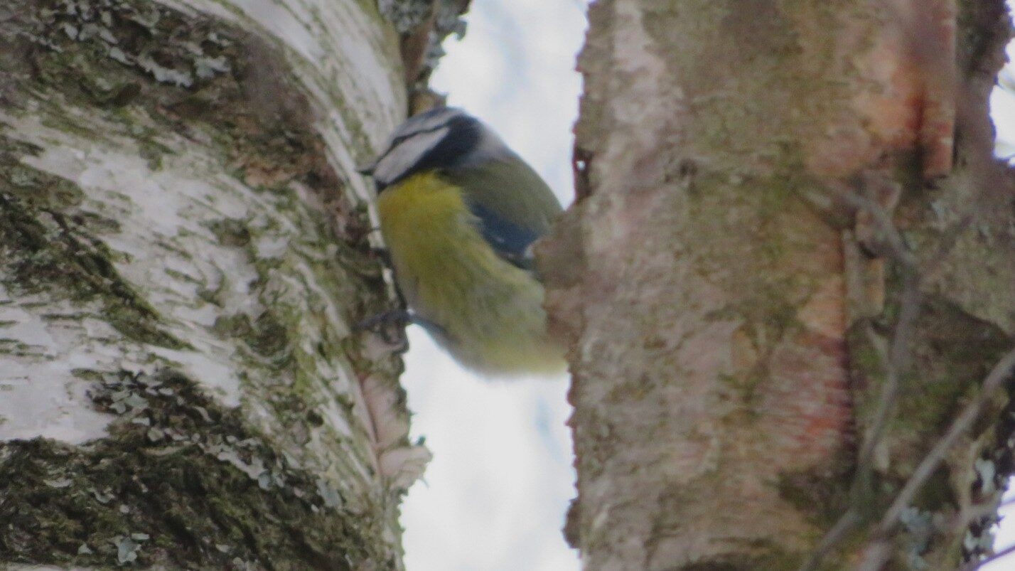 Valokuvaaja: Risto Kangassalo