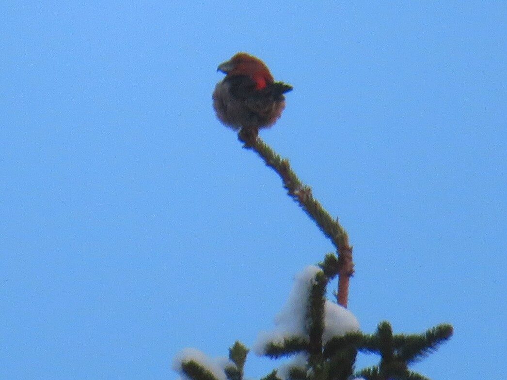 Valokuvaaja: Risto Kangassalo