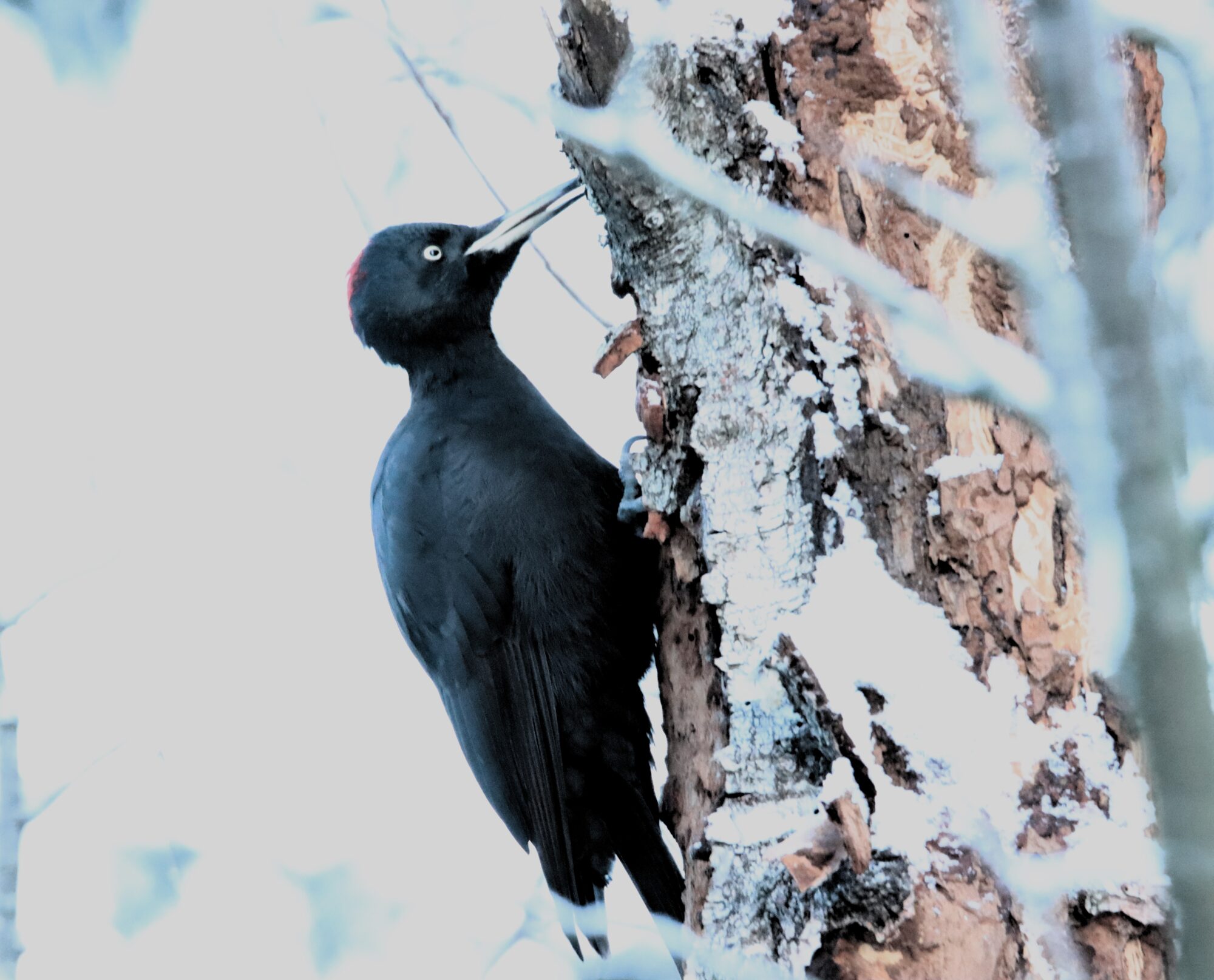 Valokuvaaja: Irja Lehtinen Valokuvaaja: Irja Lehtinen